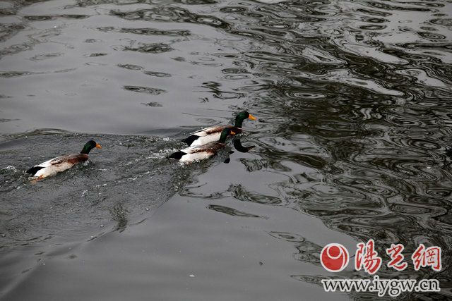 3月16日,南门外的护城河里,几只鸭子在河中游得正欢。(梁萌摄)
