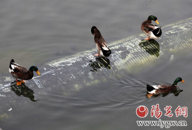 3月16日,南门外的护城河里,几只鸭子在河中。(梁萌摄)
