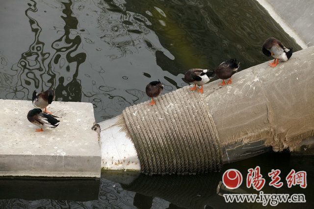 3月16日,南门外的护城河里,几只鸭子在河中歇息。(梁萌摄)