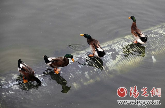 3月16日,南门外的护城河里,鸭子在河中歇息。(梁萌摄)
