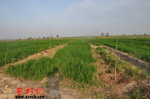 被毁后的麦地载上了核桃树