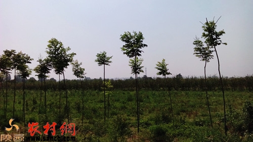 被强征的耕地已撂荒