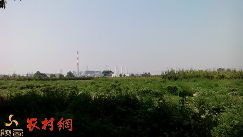 土地已被荒草覆盖