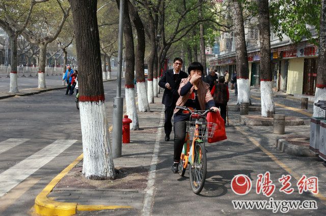 杨柳絮纷飞,路上行人纷捂鼻 记者张洋摄