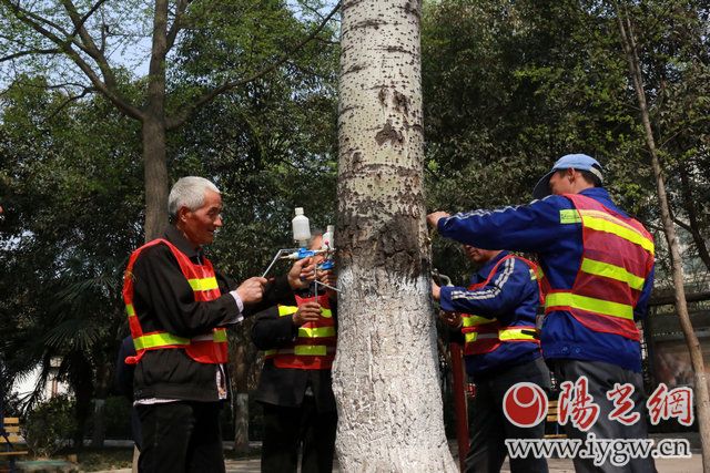 工作人员给杨树打“避孕”针,对西安市杨柳树的飞絮进行控制实验 记者张洋摄