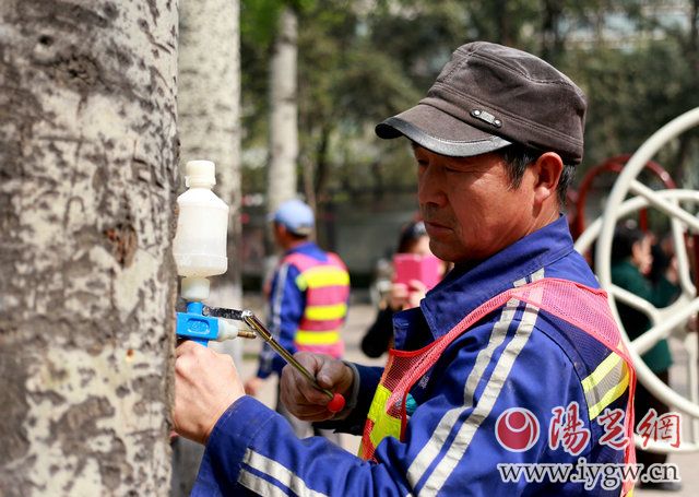 工作人员给杨树打“避孕”针,对西安市杨柳树的飞絮进行控制实验 记者张洋摄