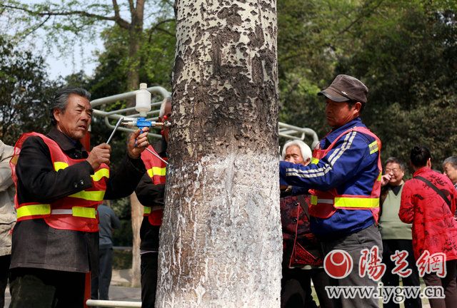 工作人员给杨树打“避孕”针,对西安市杨柳树的飞絮进行控制实验 记者张洋摄