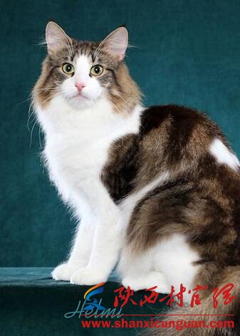 电影九条命里的猫是什么品种 挪威森林猫价格及选购方法介绍
