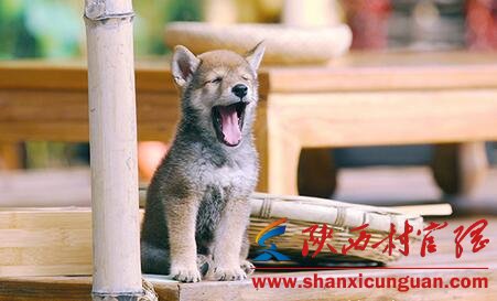向往的生活小H什么品种 田园犬品种及习性介绍