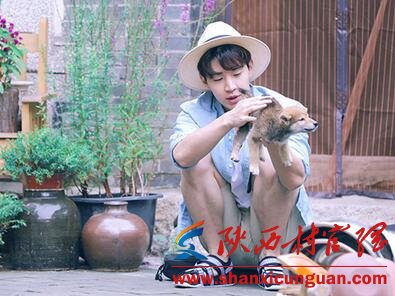 向往的生活小H什么品种 田园犬品种及习性介绍