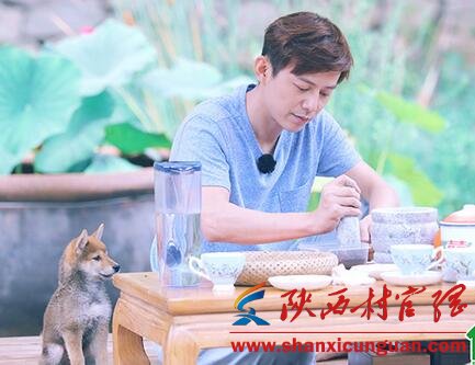 向往的生活小H什么品种 田园犬品种及习性介绍