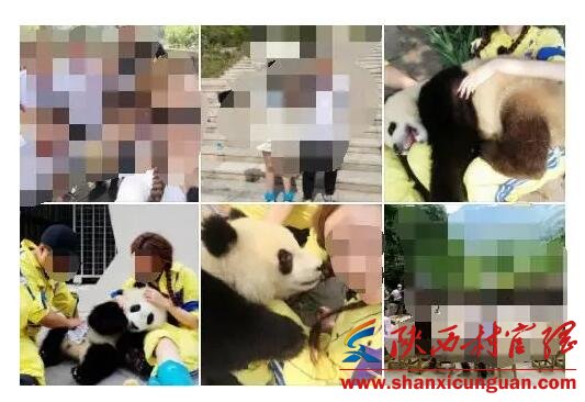 熊猫奇缘嘉宾名单介绍 熊猫奇缘明星有哪些